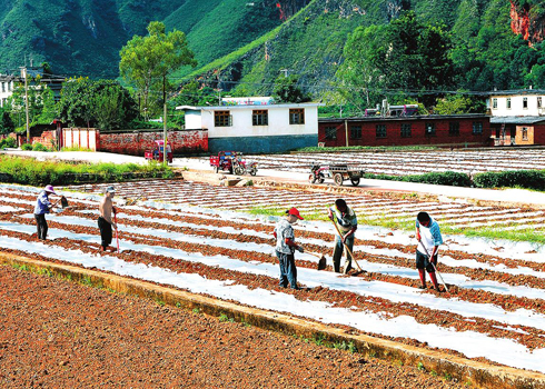 我市小春生产完成130万亩.jpg 我市小春生产完成130万亩.jpg