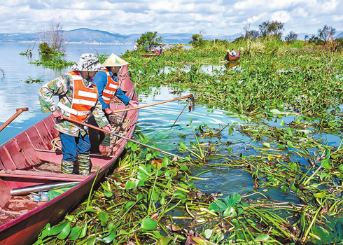 打捞水葫芦为星云湖减负.jpg 打捞水葫芦为星云湖减负.jpg