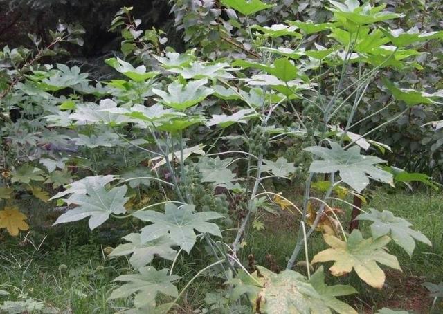 蓖麻子1.jpg 蓖麻子1.jpg