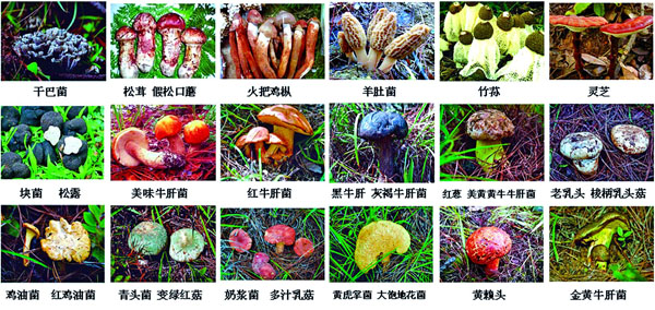 玉溪市常见可食的野生菌(图片由市疾病预防控制中心提供)