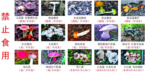 禁止食用的野生菌(图片由市疾病预防控制中心提供)