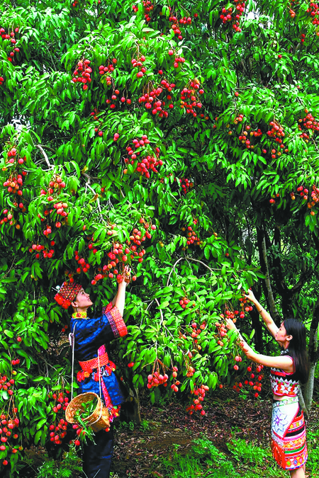 荔枝种植面积逐年增加