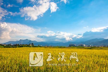 大力发展高原生态农业