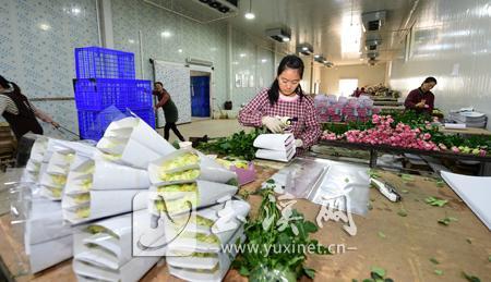 花卉产业欣欣向荣