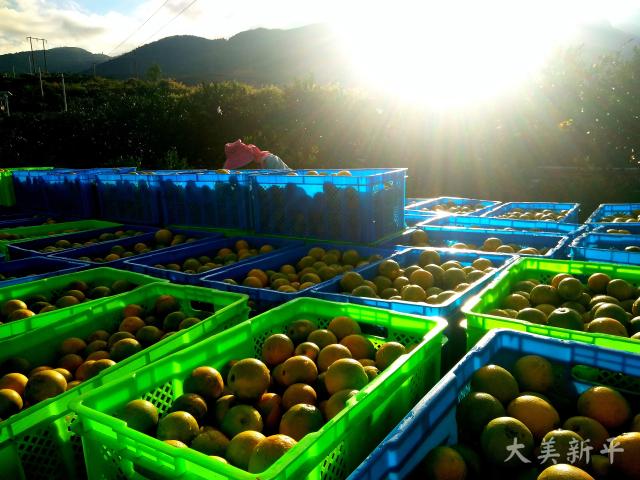 新平柑橘推介会