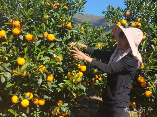 新平柑橘推介会