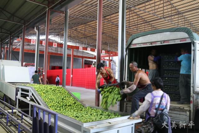 新平柑橘推介会