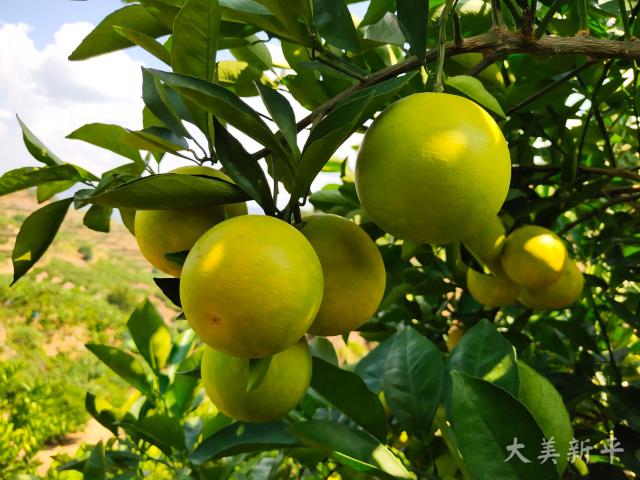 新平柑橘推介会