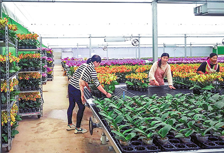 工作人员正在管护蝴蝶兰。.jpg 工作人员正在管护蝴蝶兰。.jpg