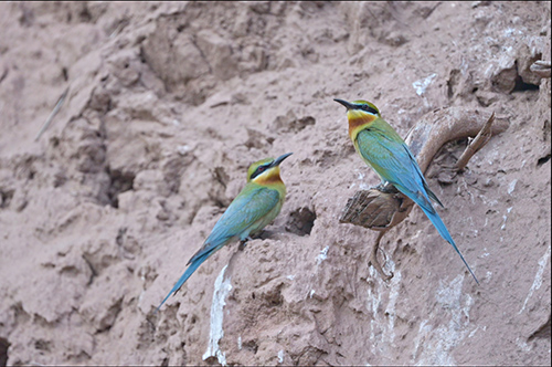 “最美小鸟”栗喉蜂虎在元江筑巢安家.jpg “最美小鸟”栗喉蜂虎在元江筑巢安家.jpg