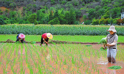 田野染新绿插秧正当时.jpg 田野染新绿插秧正当时.jpg