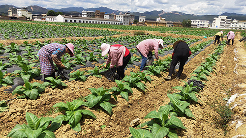 易门县推广揭膜培土确保烤烟提质增效.jpg 易门县推广揭膜培土确保烤烟提质增效.jpg