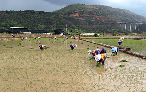 水塘镇抢抓农时插播中晚稻.jpg 水塘镇抢抓农时插播中晚稻.jpg