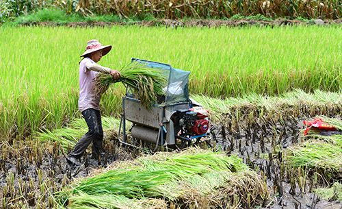 早稻丰收.jpg 早稻丰收.jpg