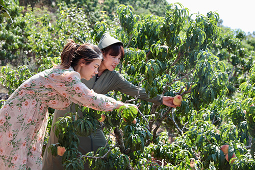 红山顶桃子成熟 采摘体验正当时.jpg 红山顶桃子成熟 采摘体验正当时.jpg