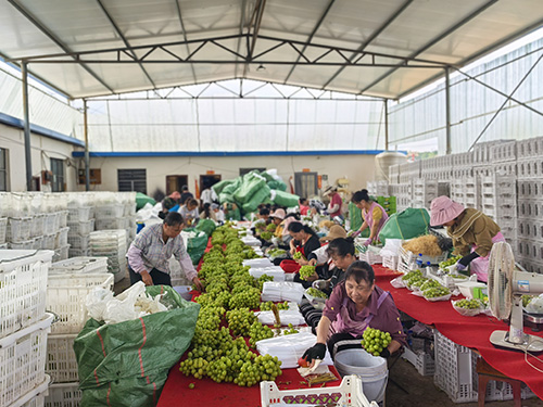 甘庄街道“阳光玫瑰”葡萄上市.jpg 甘庄街道“阳光玫瑰”葡萄上市.jpg