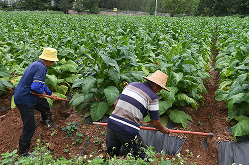 防汛排涝保增收.jpg 防汛排涝保增收.jpg
