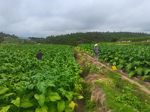 8万多亩烤烟即将进入采烤期.jpg