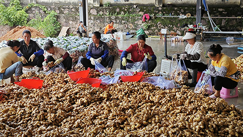 高大乡生姜丰收.jpg 高大乡生姜丰收.jpg