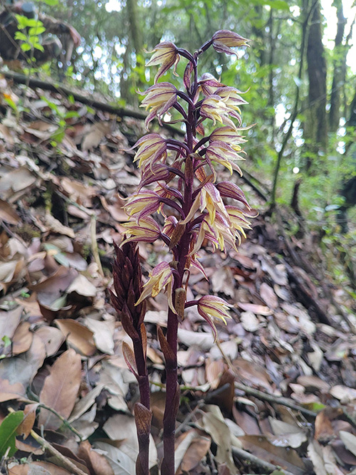 高山无叶兰现身哀牢山国家级自然保护区新平段.jpg 高山无叶兰现身哀牢山国家级自然保护区新平段.jpg