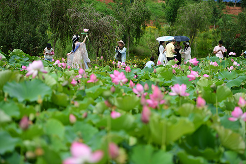 花开满园迎客来.jpg 花开满园迎客来.jpg