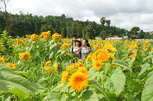 花开满园迎客来1.jpg 花开满园迎客来1.jpg
