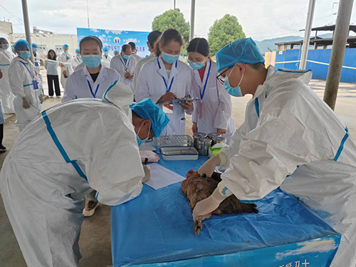 动物防疫检疫职业技能竞赛举办.jpg