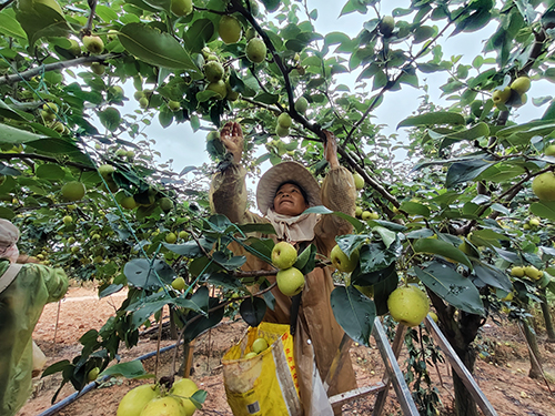 大平地3000亩梨陆续成熟上市.jpg 大平地3000亩梨陆续成熟上市.jpg