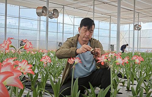 五山村成功试种朱顶红.jpg 五山村成功试种朱顶红.jpg