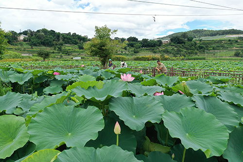 荷花盛放夏意浓.jpg 荷花盛放夏意浓.jpg