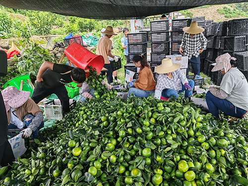 六竜村种植番茄走上致富路.jpg 六竜村种植番茄走上致富路.jpg