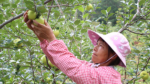 时令水果抢“鲜”上市.jpg 时令水果抢“鲜”上市.jpg