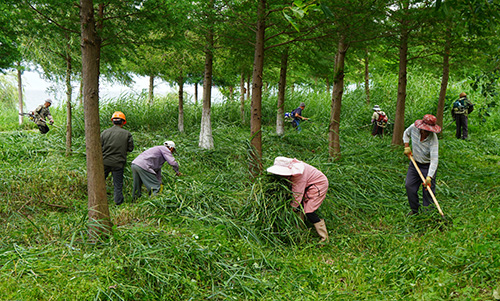 右所镇清理整治沿湖生态环境.jpg 右所镇清理整治沿湖生态环境.jpg