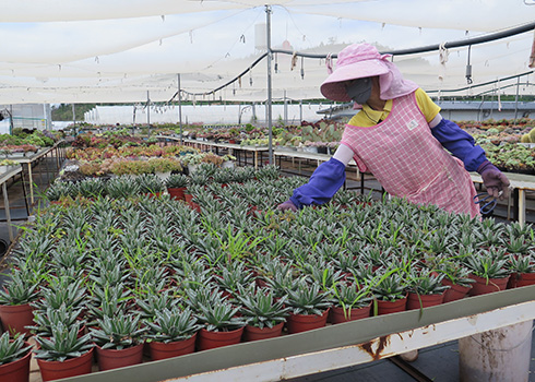 江川区安化乡光山村多元化联农带农助推乡村振兴.jpg 江川区安化乡光山村多元化联农带农助推乡村振兴.jpg