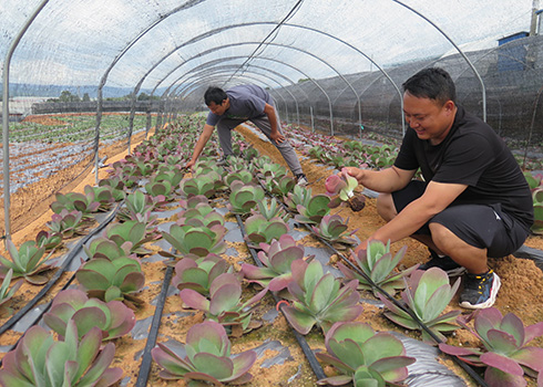 江川区安化乡光山村多元化联农带农助推乡村振兴 1.jpg 江川区安化乡光山村多元化联农带农助推乡村振兴 1.jpg