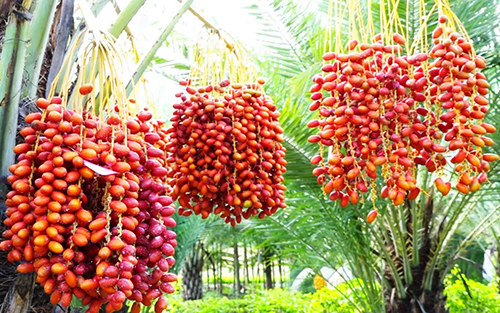 “沙漠面包”引种成功.jpg “沙漠面包”引种成功.jpg