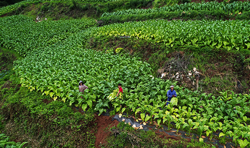 白石岩村千亩烤烟丰收.jpg