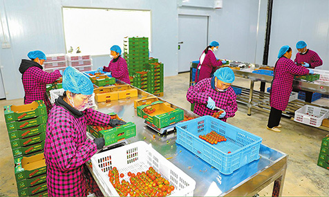 黑村社区绘就现代农业好“丰景”.jpg 黑村社区绘就现代农业好“丰景”.jpg