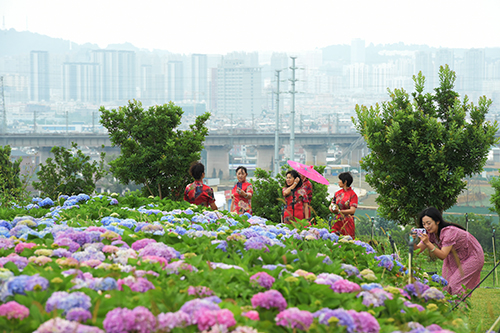 活发小镇绣球花开.jpg 活发小镇绣球花开.jpg