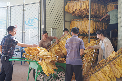 峨山电烤房助力烤烟生产提质增效.jpg 峨山电烤房助力烤烟生产提质增效.jpg