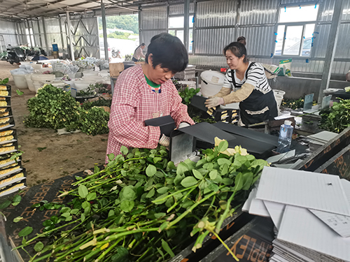 江川花卉走俏七夕市场.jpg 江川花卉走俏七夕市场.jpg