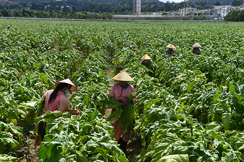 江川进入烟叶采烤高峰期.jpg 江川进入烟叶采烤高峰期.jpg