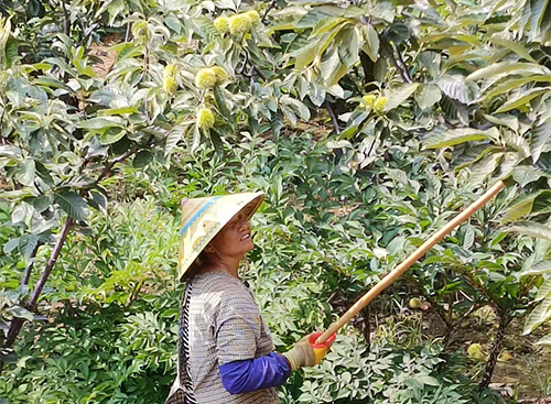 浦贝早板栗抢先上市.jpg 浦贝早板栗抢先上市.jpg