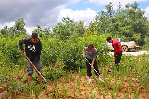 峨山培育壮大农业特色产业.jpg 峨山培育壮大农业特色产业.jpg