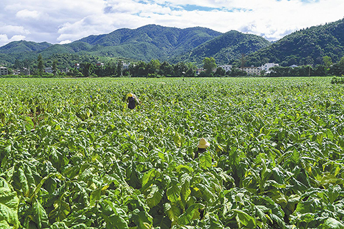 峨山着力提升烟叶品质.jpg