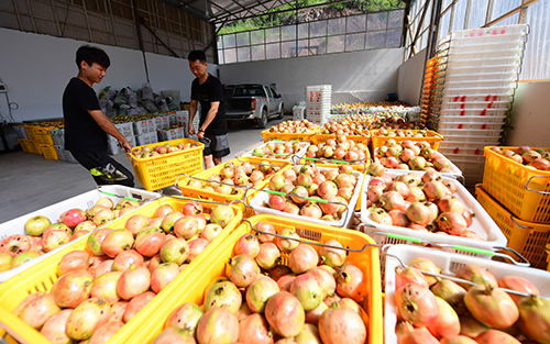 文山村300亩软籽石榴成熟上市.jpg
