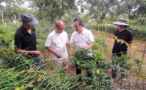 林下滇黄精栽培管理技术培训在华宁举行.jpg 林下滇黄精栽培管理技术培训在华宁举行.jpg