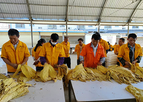 浦贝乡开磅收烟.jpg 浦贝乡开磅收烟.jpg