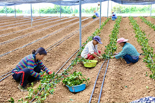 阿莓莓农业:发展有机草莓种植蹚出助农增收新路.jpg 阿莓莓农业:发展有机草莓种植蹚出助农增收新路.jpg