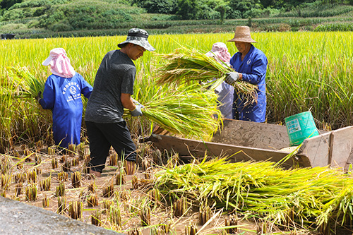 金秋时节稻飘香.jpg 金秋时节稻飘香.jpg